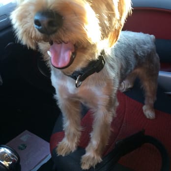 Discount Pets - He came he so happy - Pet Groomers Near Me - Anaheim, California Discount Pets - He came he so happy - Pet Groomers Near Me - Anaheim, California