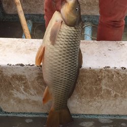 El Acapulquito