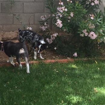Doggy Daze - Maverick and Bella chilling in the back yard staying cool with their new haircuts! - Pet Groomers Near Me - Phoenix, Arizona