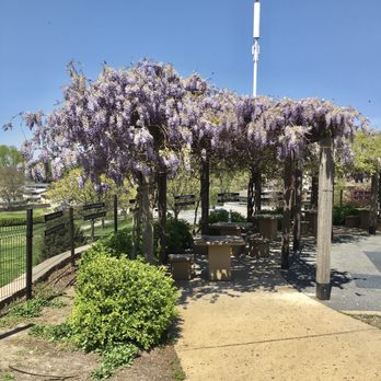 Jaycee Park - In season, wisteria blossoms provide shade to a picnic area. - Parks Near Me - Saint Charles, Missouri