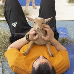Woodstock Goat Yoga