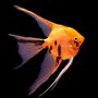 Photo of Oakhanger Aquatics
