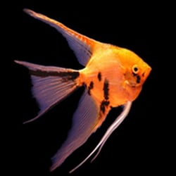 Oakhanger Aquatics
