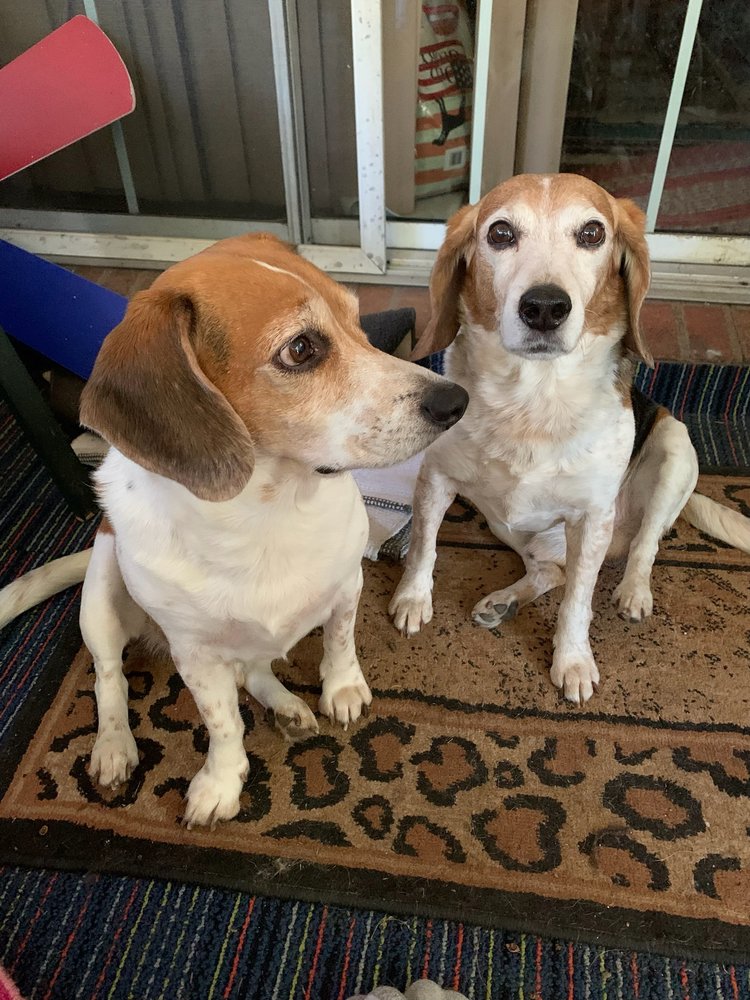 Calls 4 Paws - pet boarding facility in Memphis, TN