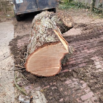 Tall Oak Tree Service - Tree Services Near Me - harlan, Indiana Tall Oak Tree Service - Tree Services Near Me - harlan, Indiana