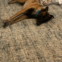 Hillside Veterinary Hospital - Jelly after her vet visit!