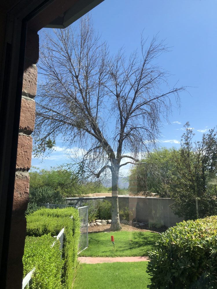 TREES “R” US Tree Services Tucson, AZ Phone Number