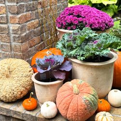 The Potted Gardens - Antique terra-cotta Flare Jar in an outdoor pumpkin display