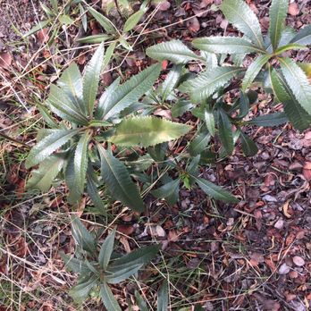The Humble Leaf - Naturopathic/Holistic Near Me