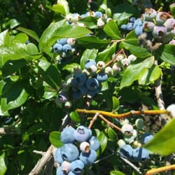 Blueberry Country - The blueberries.