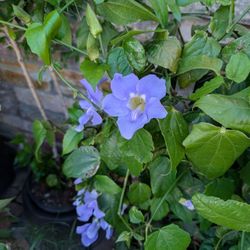 Colorful Seasons Garden Center - Blue Sky Vine, very hard to find, huge flowers!
