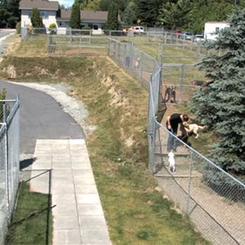 Hazelmere Kennels - Pet Sitting Near Me - Surrey, British Columbia