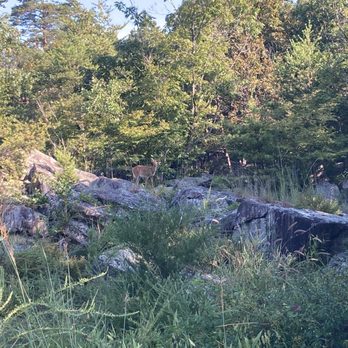 Billy Goat Trail - Section  A - Oh deer. - Parks Near Me - Potomac, Maryland