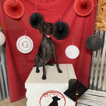 Redmark Kennels - Finley on grad day - Pet Training Near Me - Lexington, Texas