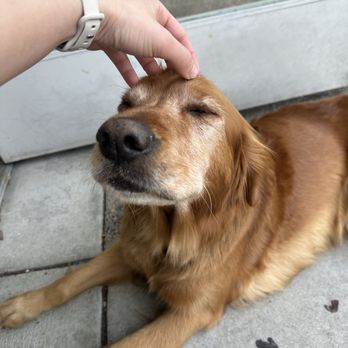 Corevibe Studio - store dog :D - Pilates Near Me - Sunnyvale, California Corevibe Studio - store dog :D - Pilates Near Me - Sunnyvale, California