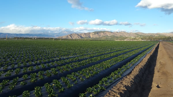 Nakamura Berry Growers by null