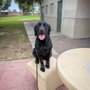 Photo of Walk'n Wag'n Pets