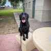 Walk'n Wag'n Pets gift card