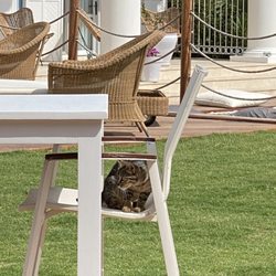Port Alaçatı - Cat