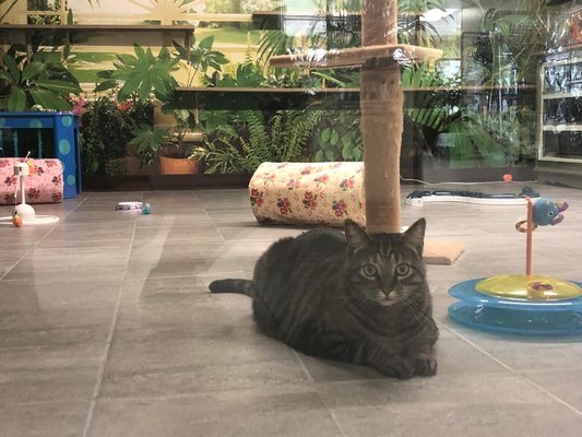 The Cat's Meow by null