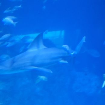 Adventure Aquarium - Aquariums Near Me - Camden, New Jersey Adventure Aquarium - Aquariums Near Me - Camden, New Jersey
