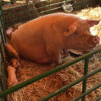 Konow's Corn Maze - Momma pig and her baby piglets. - Attraction Farms Near Me - Homer Glen, Illinois Konow's Corn Maze - Momma pig and her baby piglets. - Attraction Farms Near Me - Homer Glen, Illinois