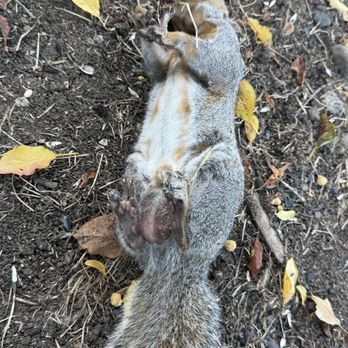 Gopher Joe - Squirrel - Wildlife Control Near Me Gopher Joe - Squirrel - Wildlife Control Near Me