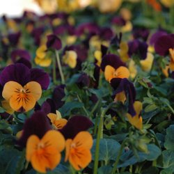 Wedgewood Gardens