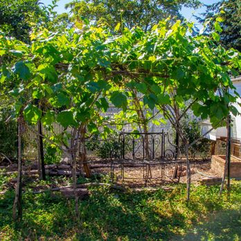SymbiOp Landscaping - Grape Vine Arbor - Landscaping Near Me - Portland, Oregon SymbiOp Landscaping - Grape Vine Arbor - Landscaping Near Me - Portland, Oregon