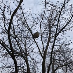 A nest, I guess.. Jan 2017.