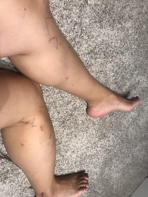 Under Canvas Mount Rushmore by null