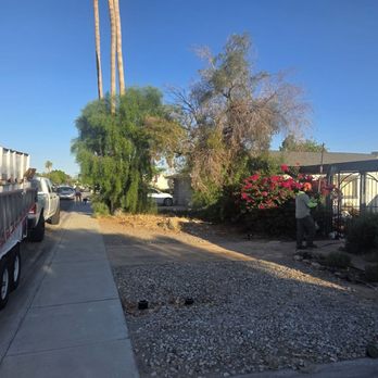 Changos Trees - Before the pruning! - Tree Services Near Me Changos Trees - Before the pruning! - Tree Services Near Me