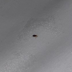 Eagles Landing Resort - Bed bug