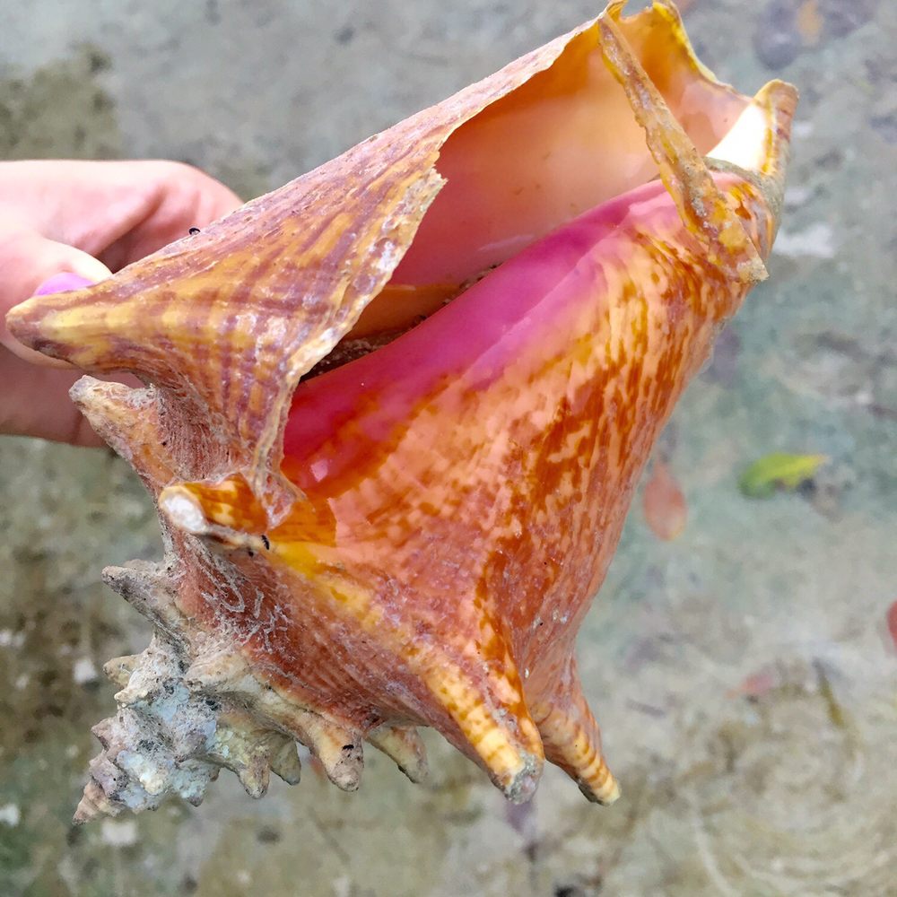 Little Conch Key - Resorts Near Me - Marathon, Florida Little Conch Key - Resorts Near Me - Marathon, Florida