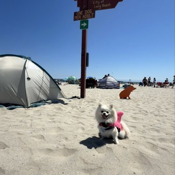 Rosie's Dog Beach - Dog Parks Near Me - Long Beach, California Rosie's Dog Beach - Dog Parks Near Me - Long Beach, California