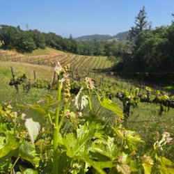 West Wines