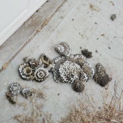 AV Pest Control - Wasps nest all on 1 house