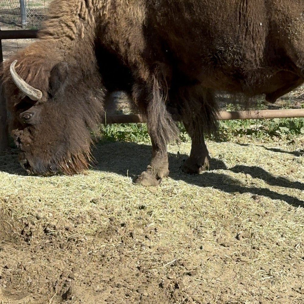 Mountain Valley Ranch - Beautiful bison - Pumpkin Patches Near Me - Ramona, California Mountain Valley Ranch - Beautiful bison - Pumpkin Patches Near Me - Ramona, California
