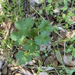 Backbone Trail - Leaves of 3, let it be. This is poison oak!