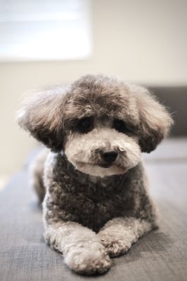 TORRANCE DOG GROOMING & TRAINING - Updated June 2024 - 177 Photos & 84