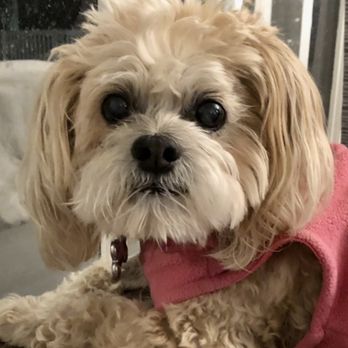 Daneen's In Home Grooming - Carmen - Pet Groomers Near Me