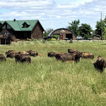 Pohl Bison Bed and Breakfast - The bison herd grazing in the pasture. - Bed & Breakfast Near Me - Rosebush, Michigan