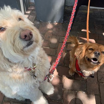 Leila Knows Best - Dog Walkers Near Me