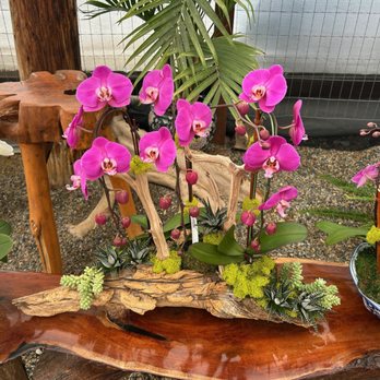 Cal Pacific Orchid Farm - Beautiful arrangement - Nurseries & Gardening Near Me - Encinitas, California Cal Pacific Orchid Farm - Beautiful arrangement - Nurseries & Gardening Near Me - Encinitas, California