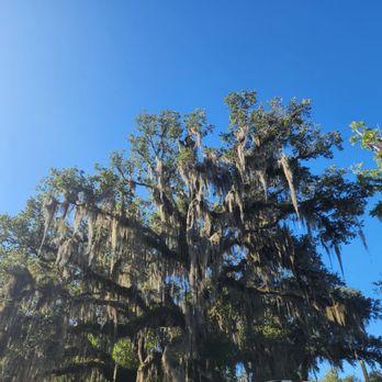 White City Park - Spanish Moss an Oak Tree and a great day in FLORIDA - Parks Near Me - Fort Pierce, Florida White City Park - Spanish Moss an Oak Tree and a great day in FLORIDA - Parks Near Me - Fort Pierce, Florida