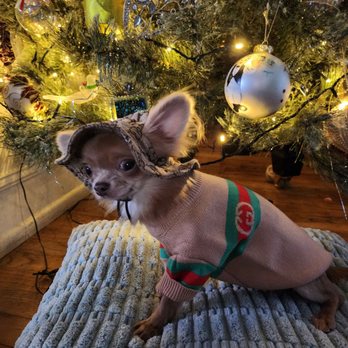 Teacup Tails - Winston - Pet Breeders Near Me Teacup Tails - Winston - Pet Breeders Near Me