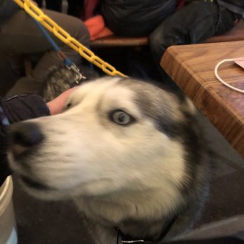 Bend Brewing Company - Good Boi at the Brewery! - Breweries Near Me - Bend, Oregon Bend Brewing Company - Good Boi at the Brewery! - Breweries Near Me - Bend, Oregon