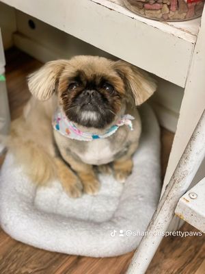 Our Furry Family - Grooming our Furry Friends Our Furry Family - Grooming our Furry Friends