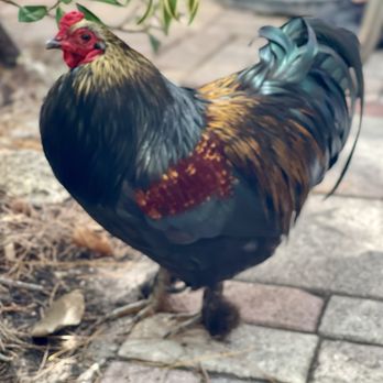 The Alchemist Café - Their rooster - Coffee & Tea Near Me - Wilton Manors, Florida The Alchemist Café - Their rooster - Coffee & Tea Near Me - Wilton Manors, Florida