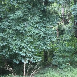 Bravo Forestry Mulching